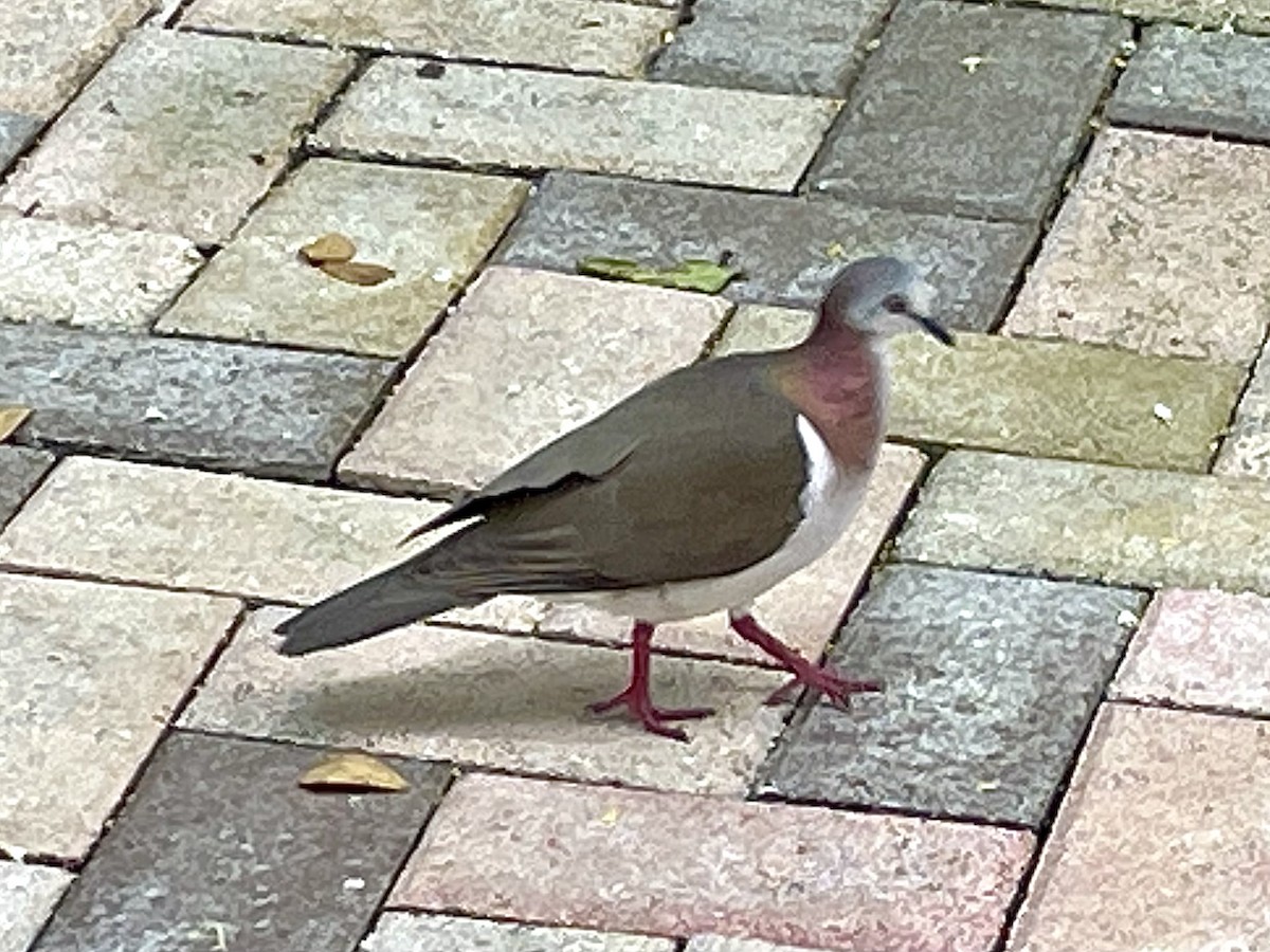 Caribbean Dove - ML640656826