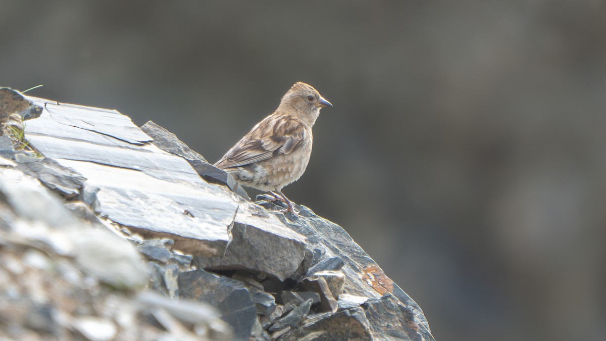 Pinzón Montano de Hodgson - ML640656862