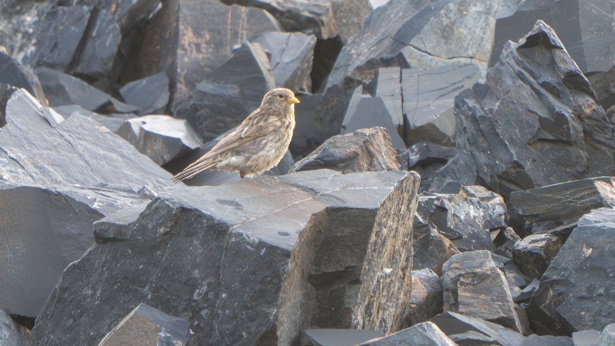 ハネナガマシコ - ML640656863