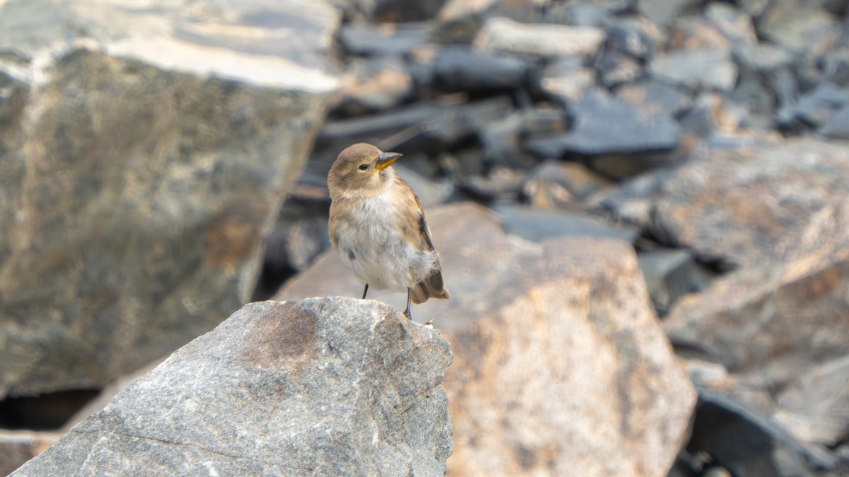 Tibetan Snowfinch - ML640656866