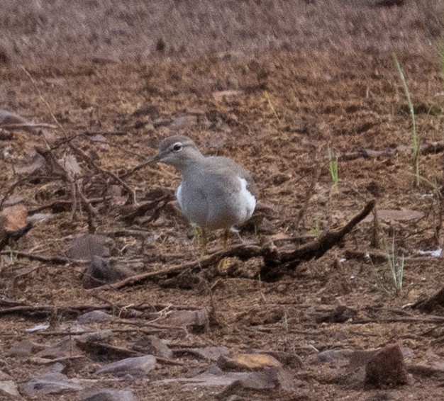 Spotted Sandpiper - ML640656898