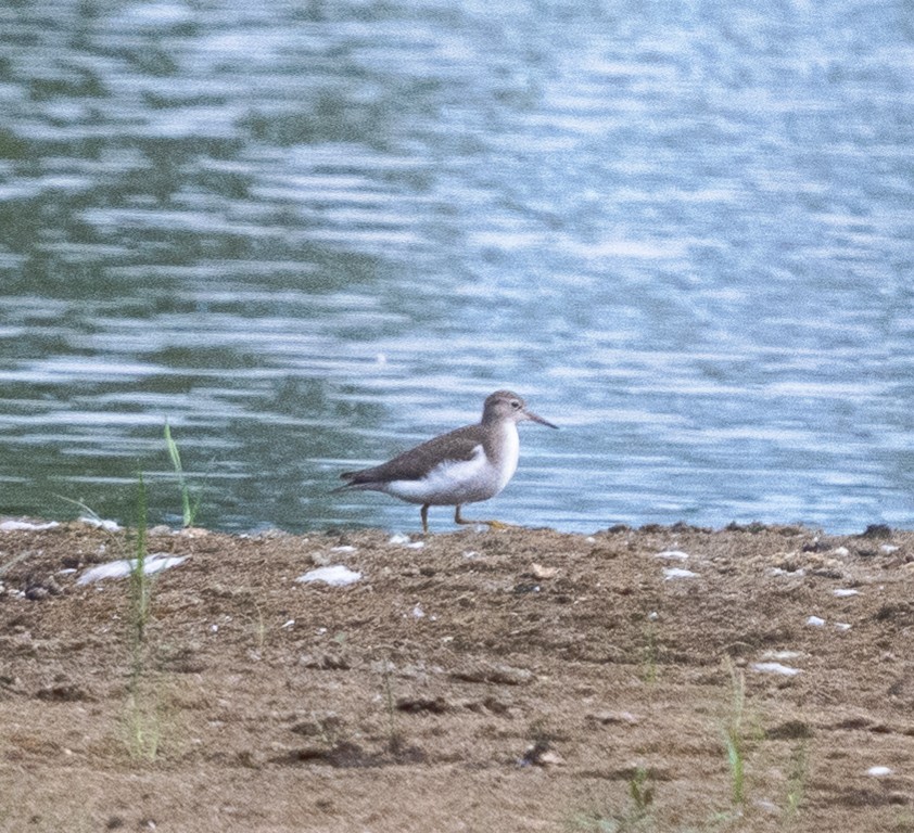 Spotted Sandpiper - ML640656899