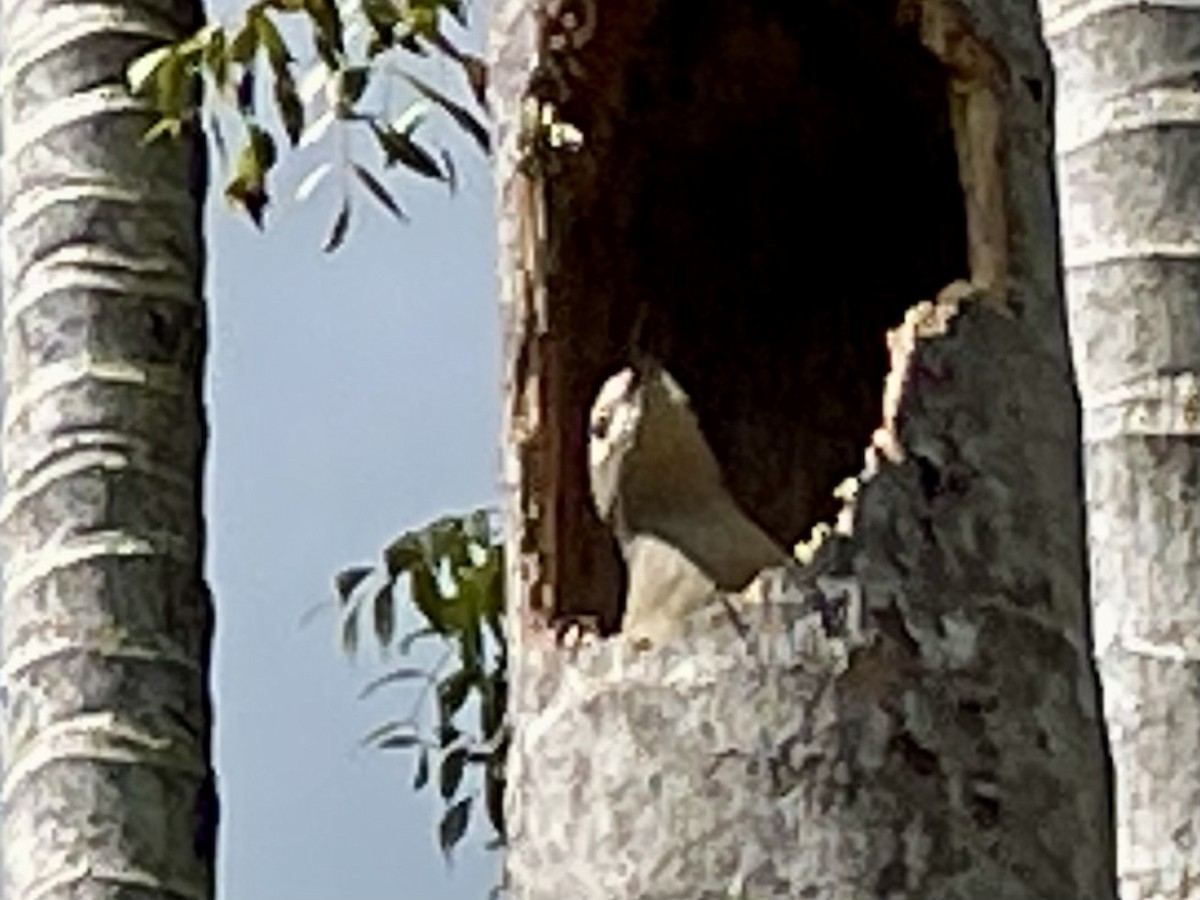 West Indian Woodpecker - ML640656903