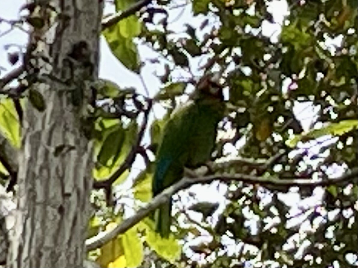 Amazone de Cuba (caymanensis/hesterna) - ML640656922
