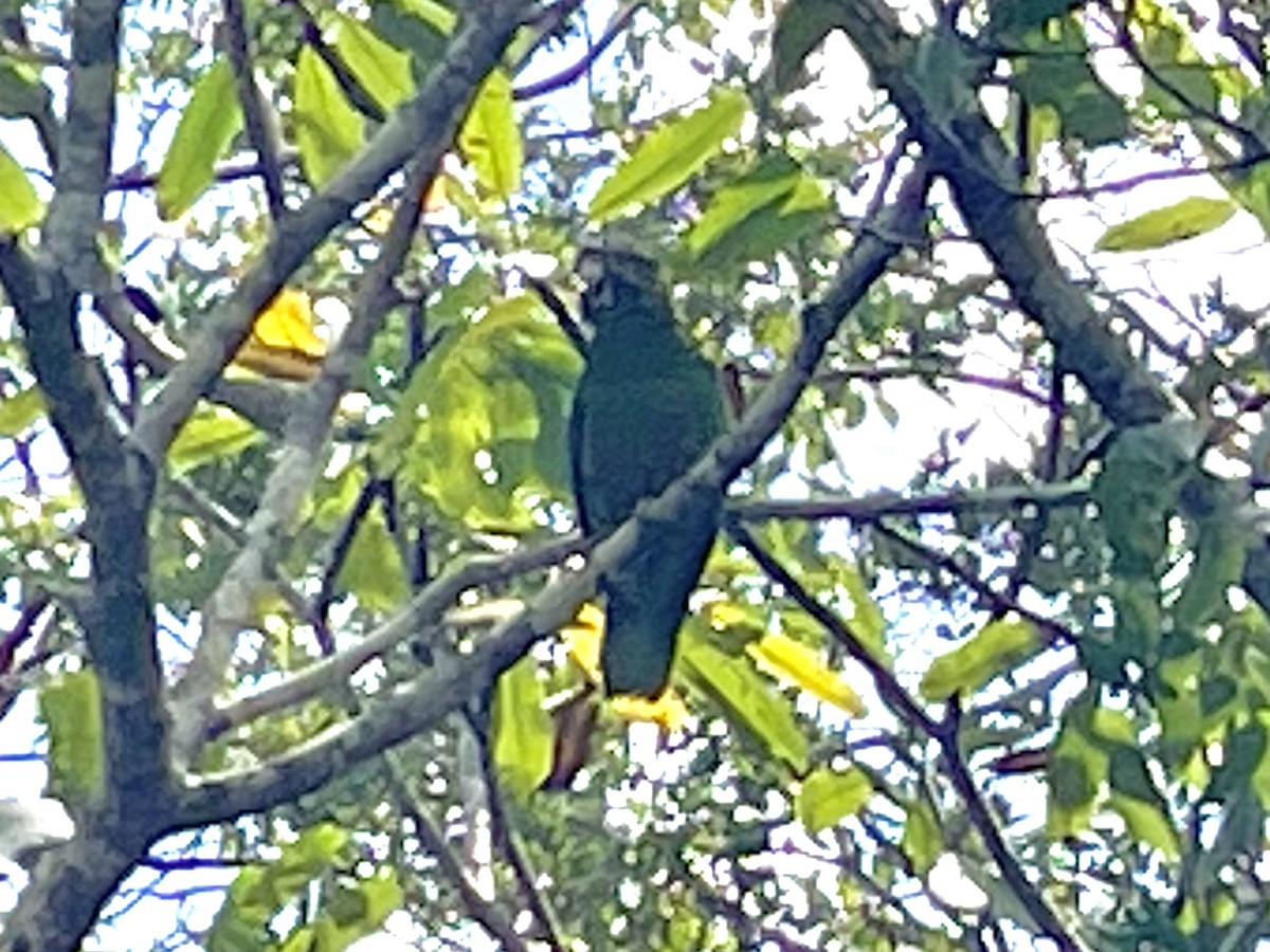 Amazone de Cuba (caymanensis/hesterna) - ML640656923