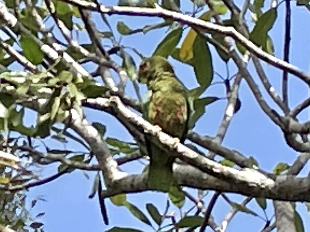 Amazone de Cuba (caymanensis/hesterna) - ML640656924