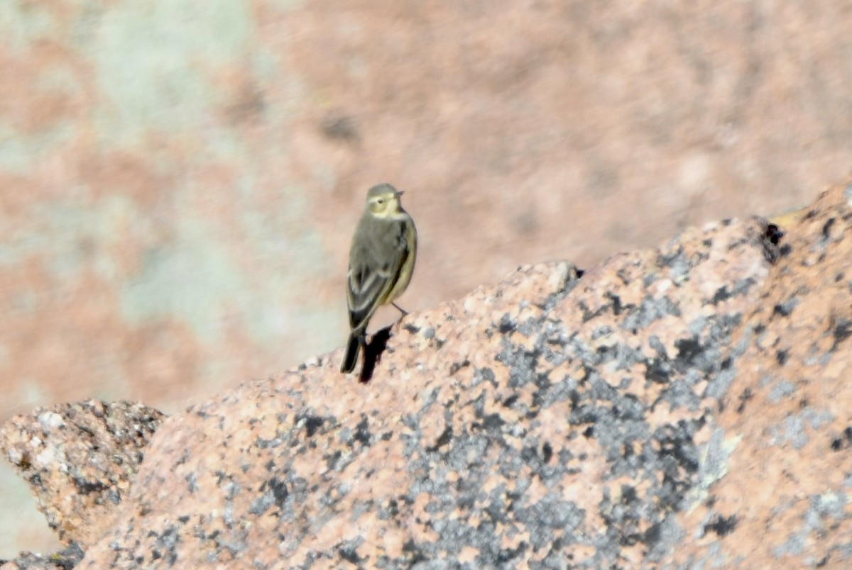 American Pipit - ML640656960