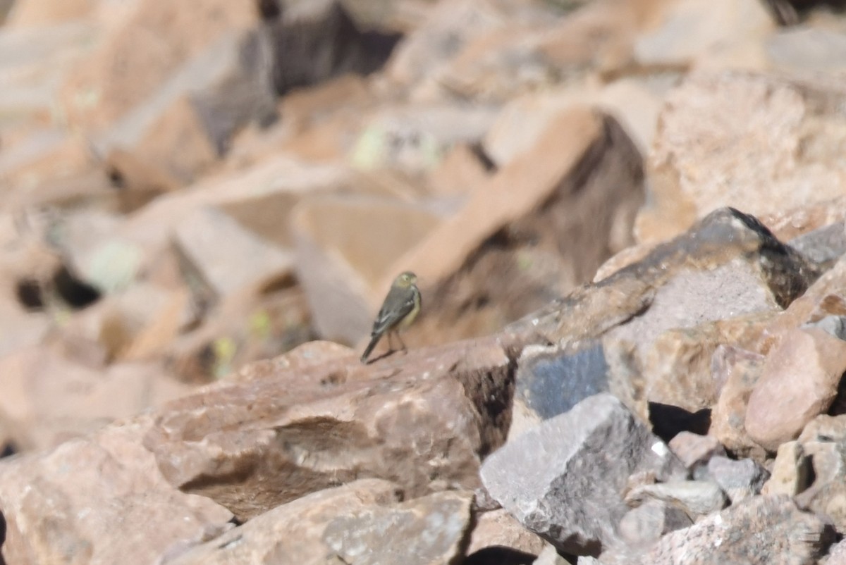 American Pipit - ML640656961