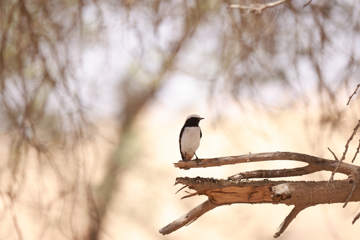 Mourning Wheatear - ML640657021