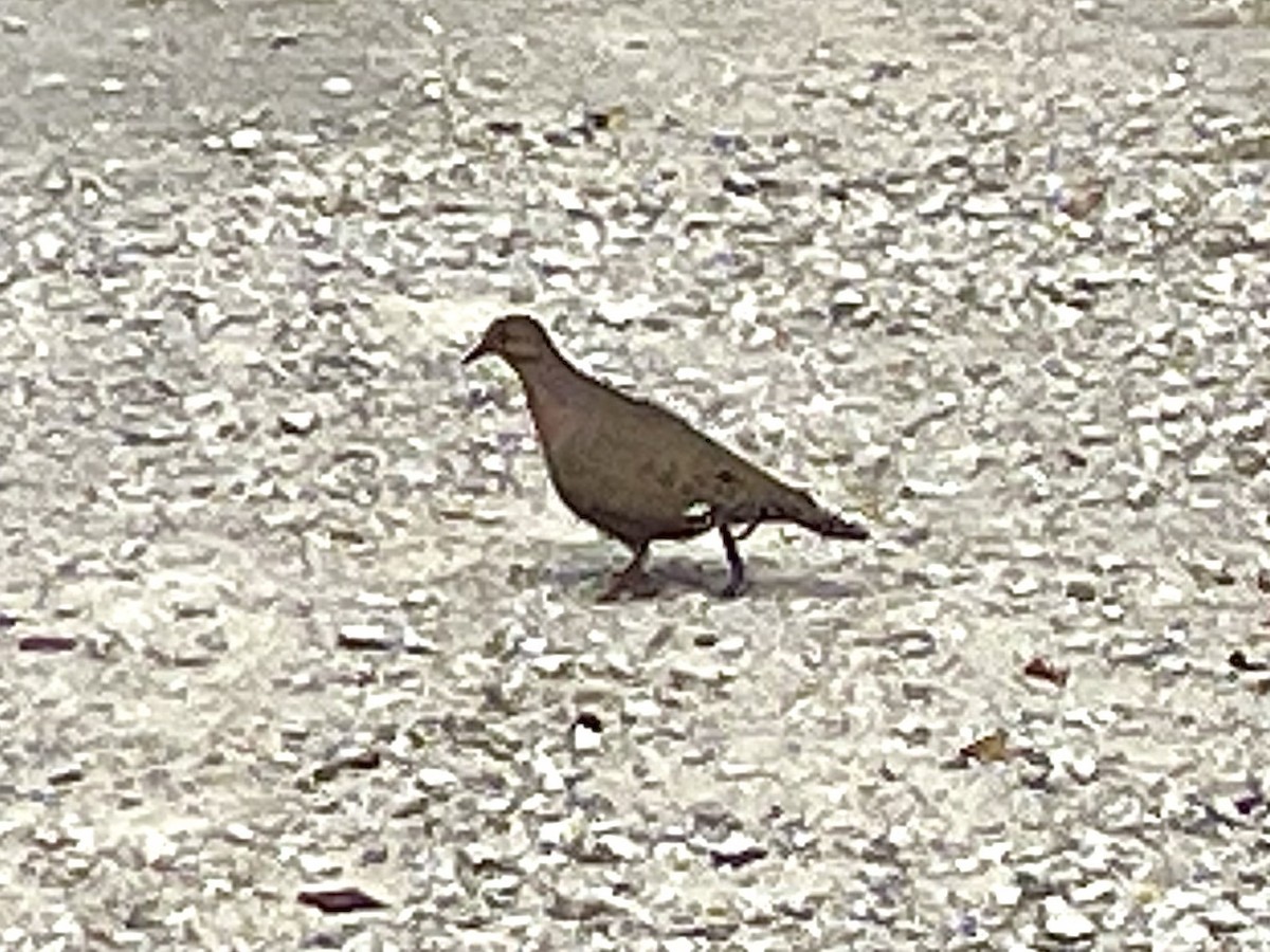 Zenaida Dove - ML640657036