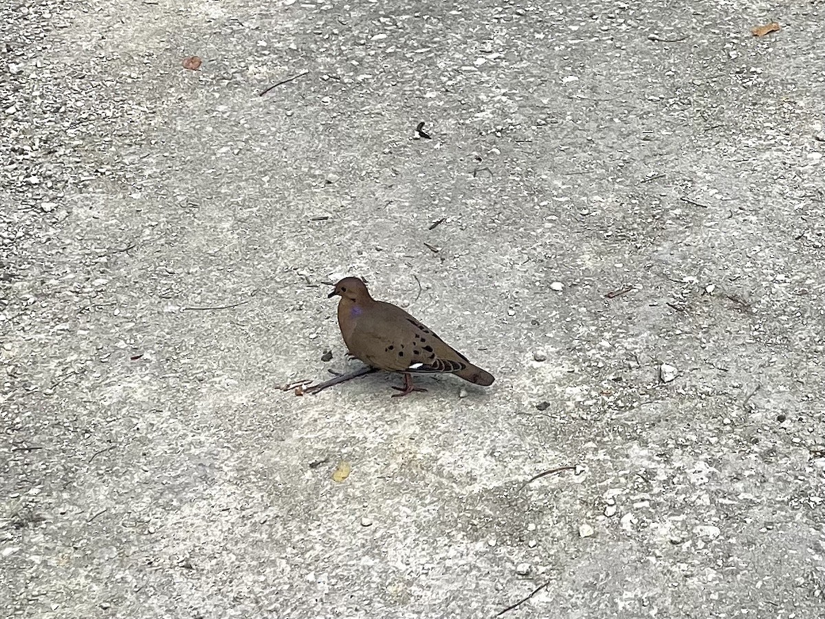 Zenaida Dove - ML640657037