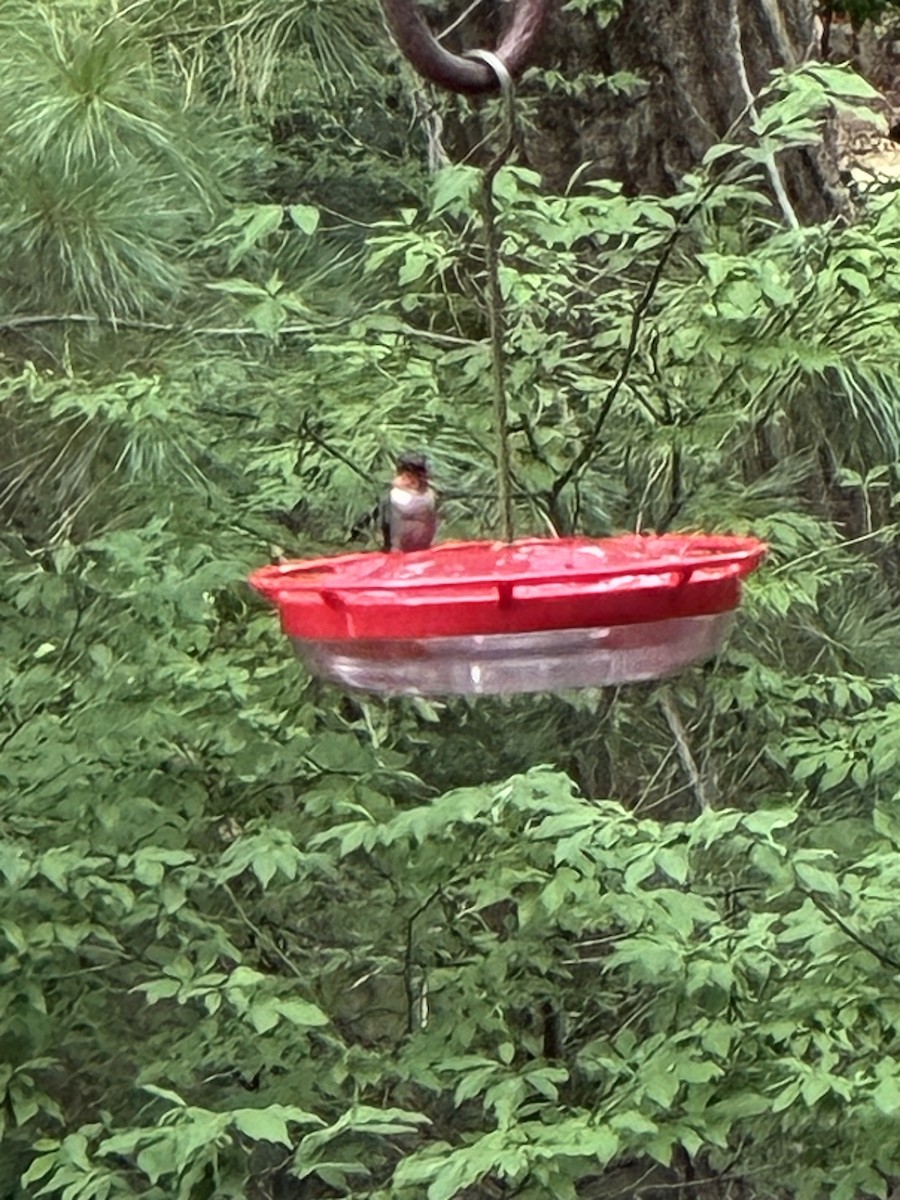 Ruby-throated Hummingbird - ML640657067