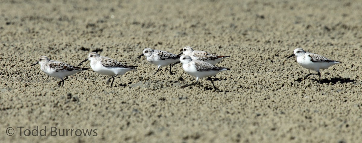 Bécasseau sanderling - ML64065711