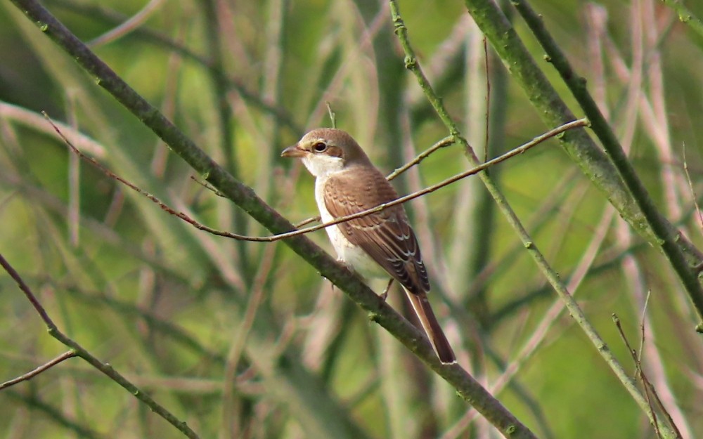 Alcaudón Dorsirrojo - ML640657154