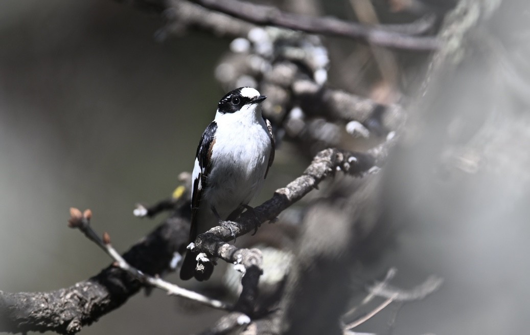 Balia dal collare - ML640657231