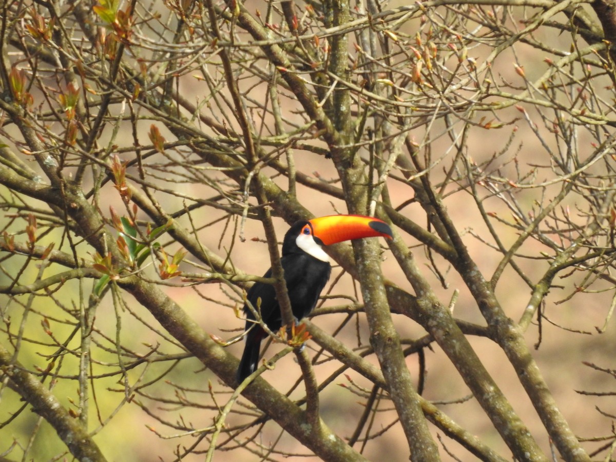 Toco Toucan - ML640657353