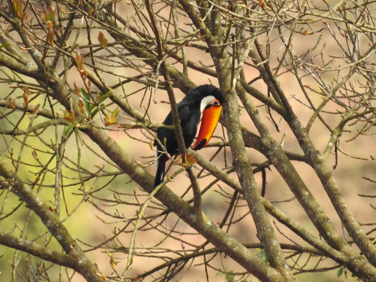 Toco Toucan - ML640657354