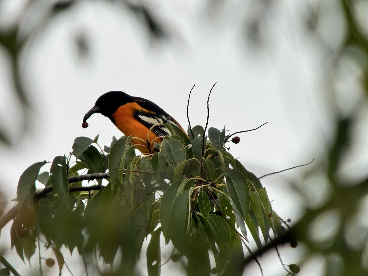 Baltimore Oriole - ML640657461