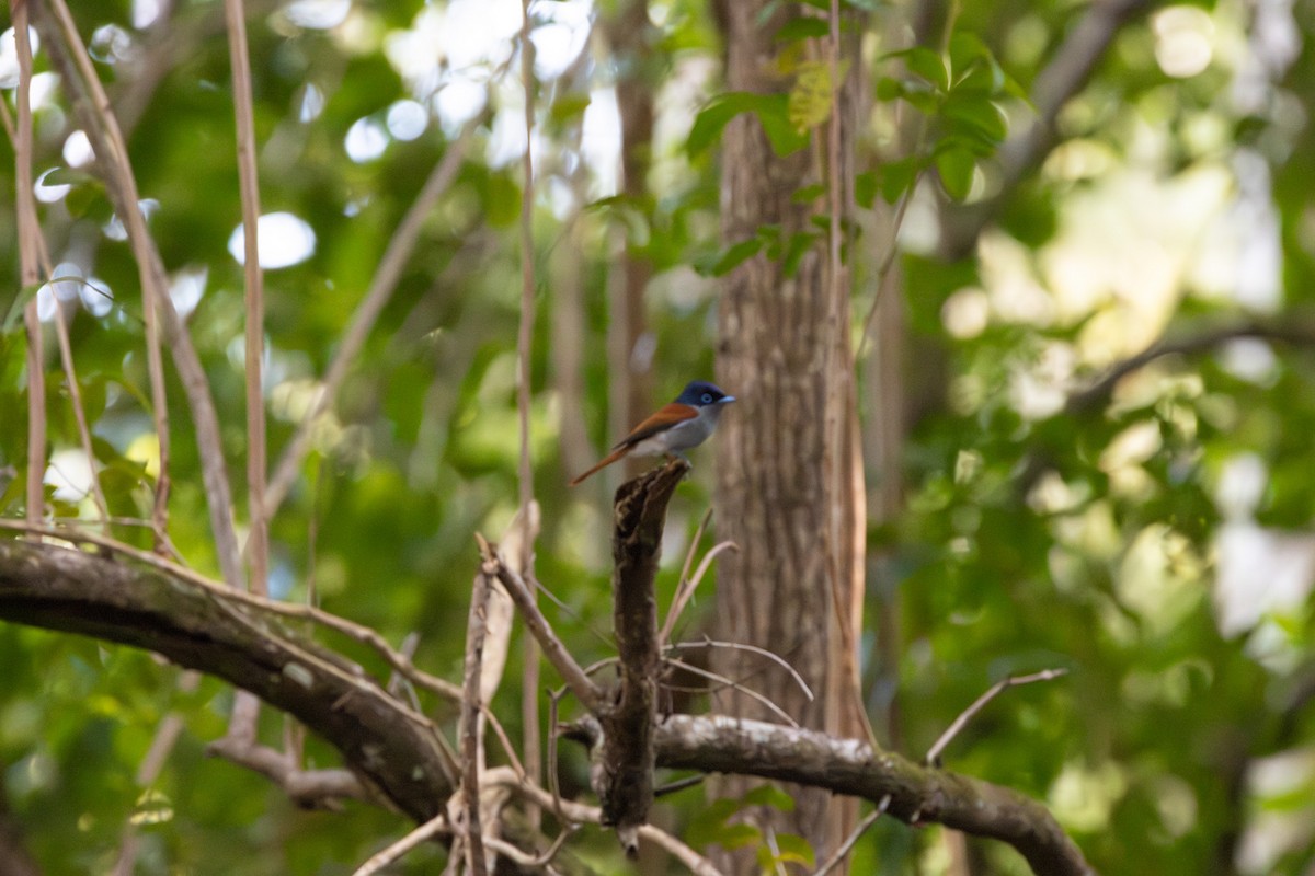 Mascarene Paradise-Flycatcher - ML640657489