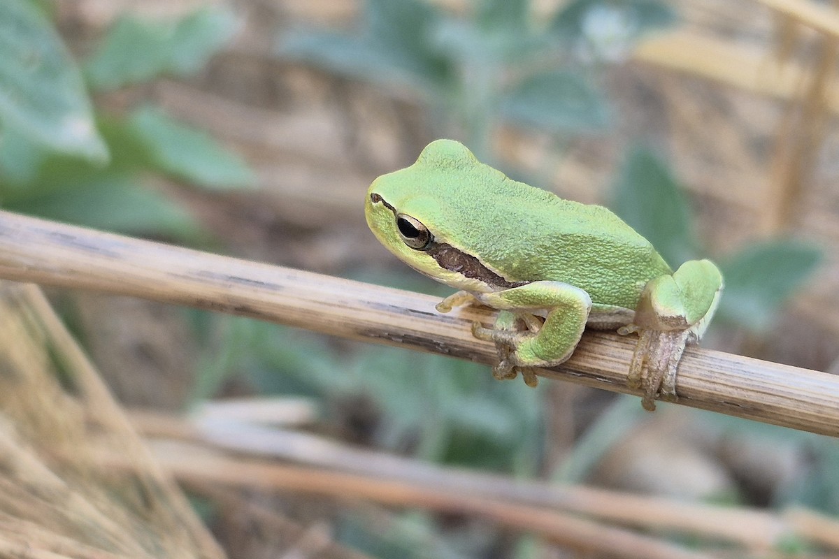 歐洲綠雨蛙 - ML640657554