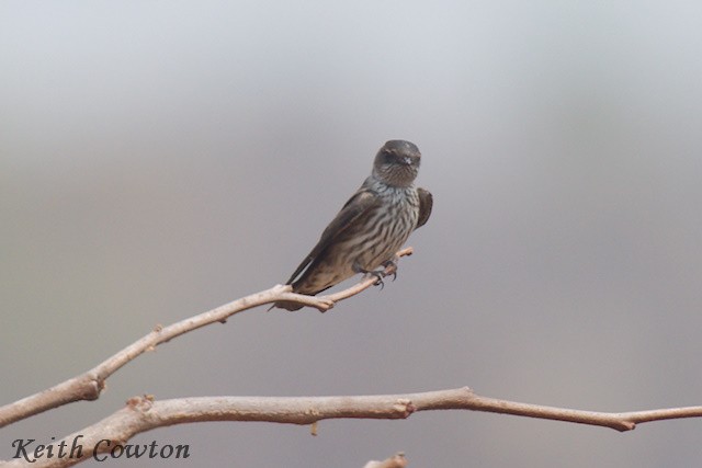 Brazza's Martin - ML640657563