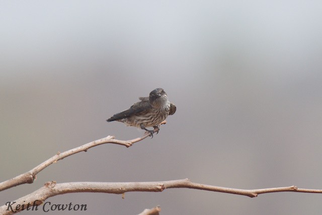 Brazza's Martin - ML640657565