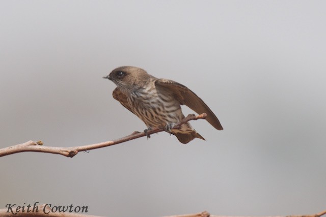 Brazza's Martin - ML640657566
