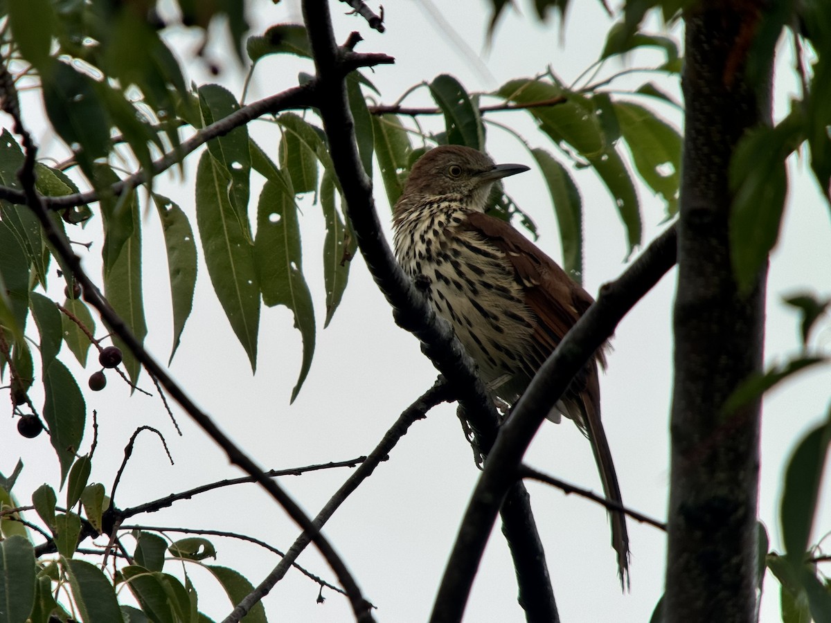 Brown Thrasher - ML640657575