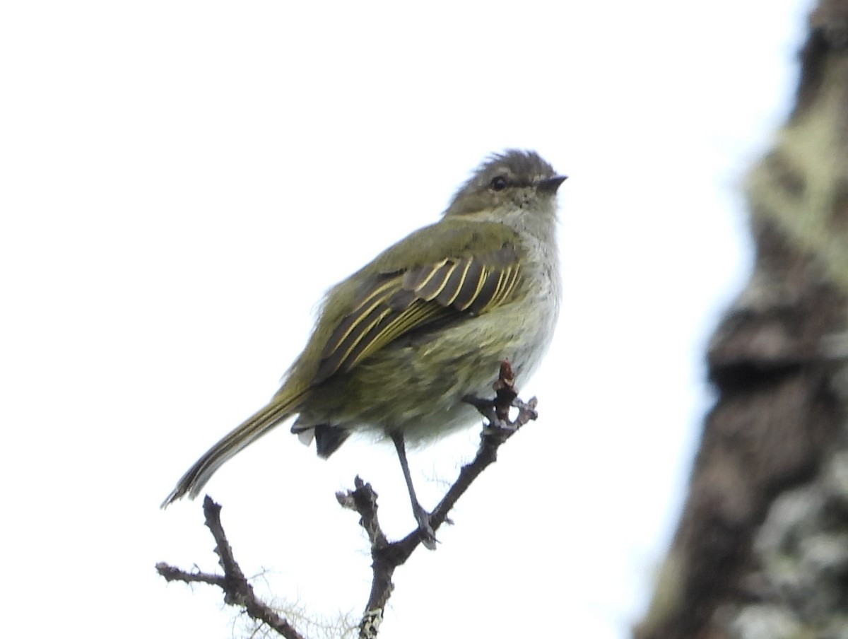 Mistletoe Tyrannulet - ML640657605