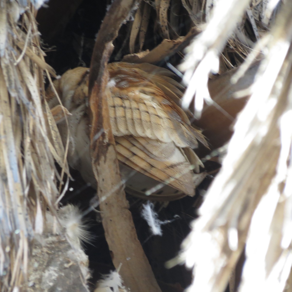 アメリカメンフクロウ - ML640657610