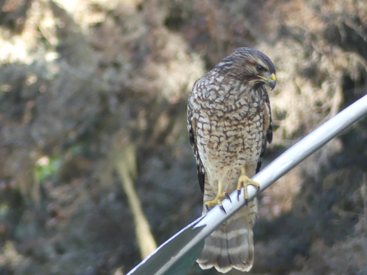 Red-shouldered Hawk - ML640657621