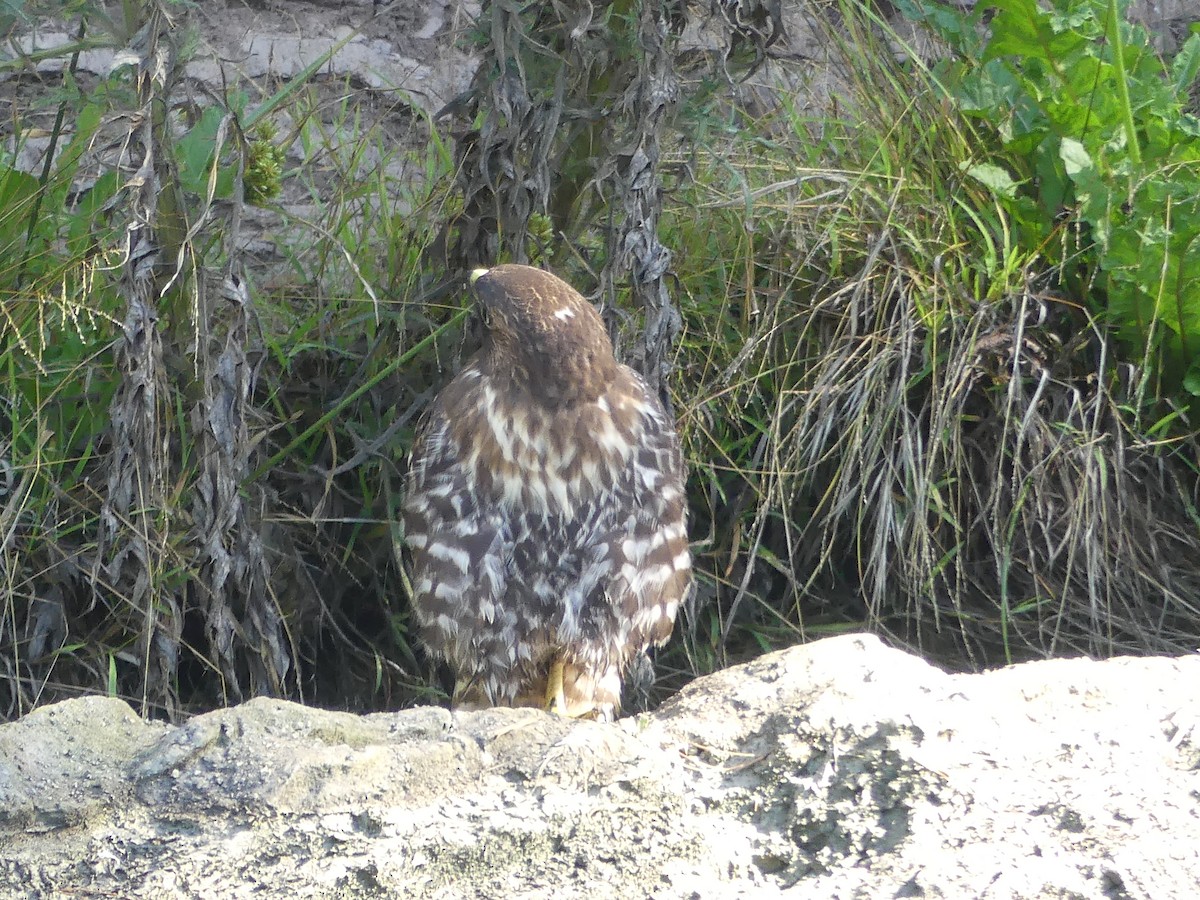 Red-shouldered Hawk - ML640657622