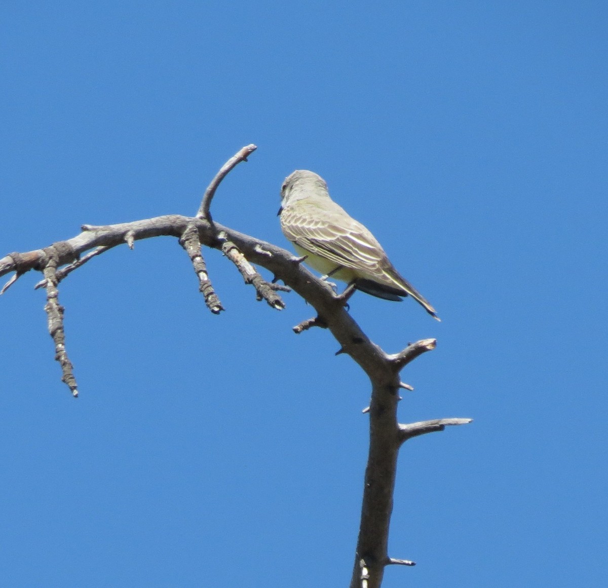 ニシタイランチョウ - ML640657631
