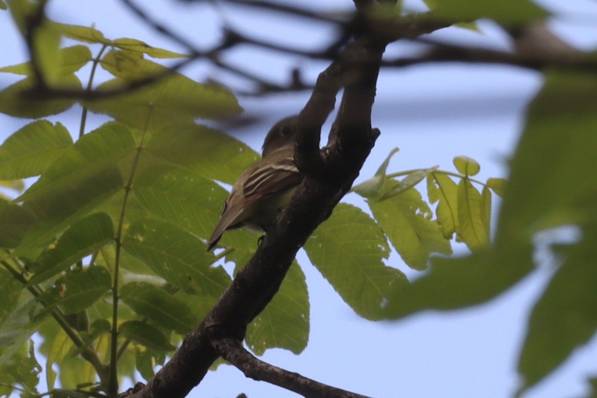 Moucherolle tchébec - ML640657681