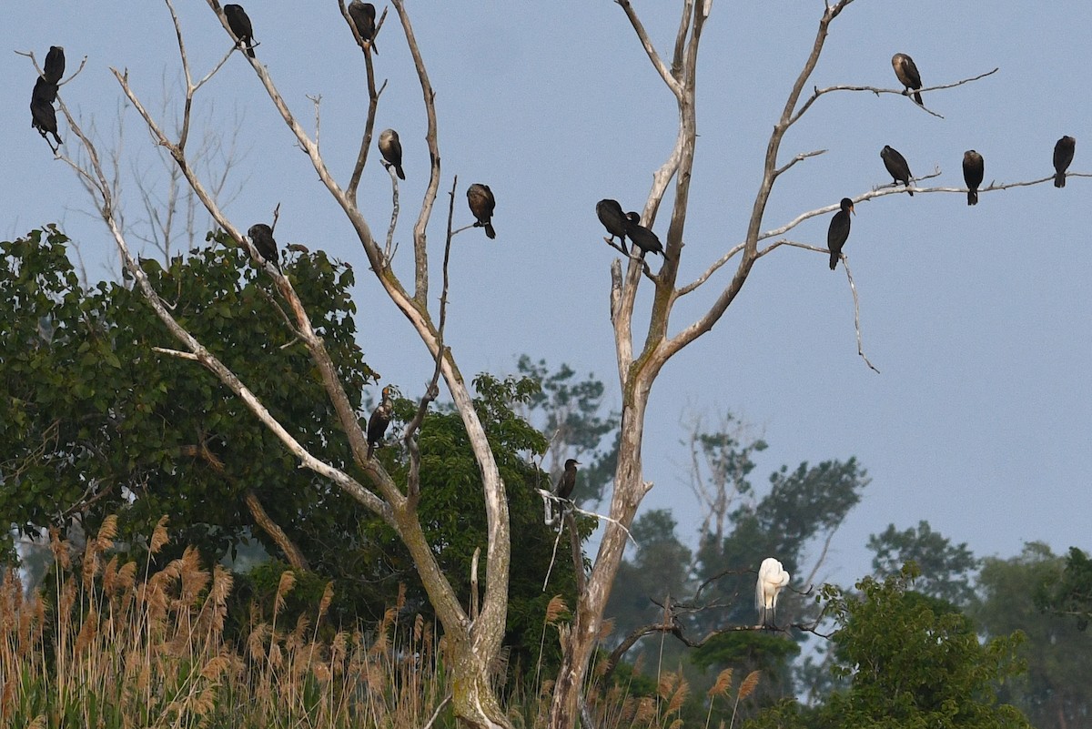 Cormoran vigua - ML640657700