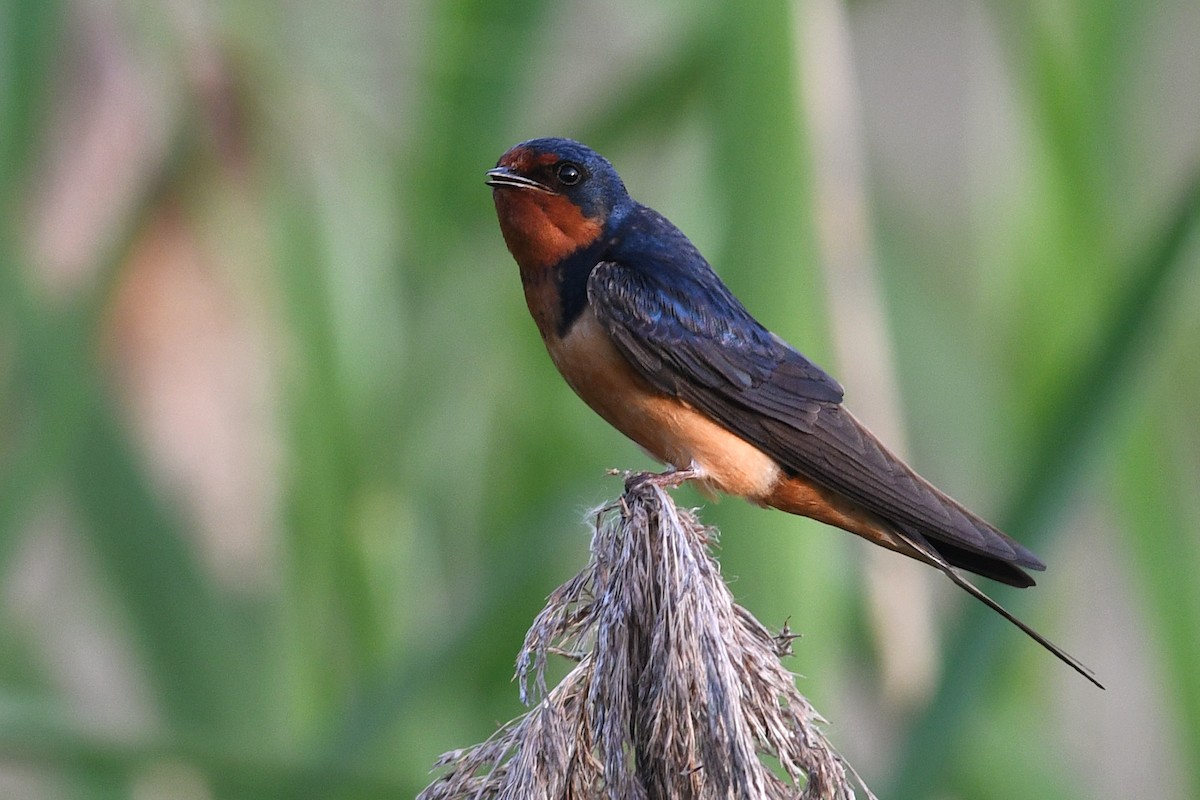 Hirondelle rustique - ML640657709