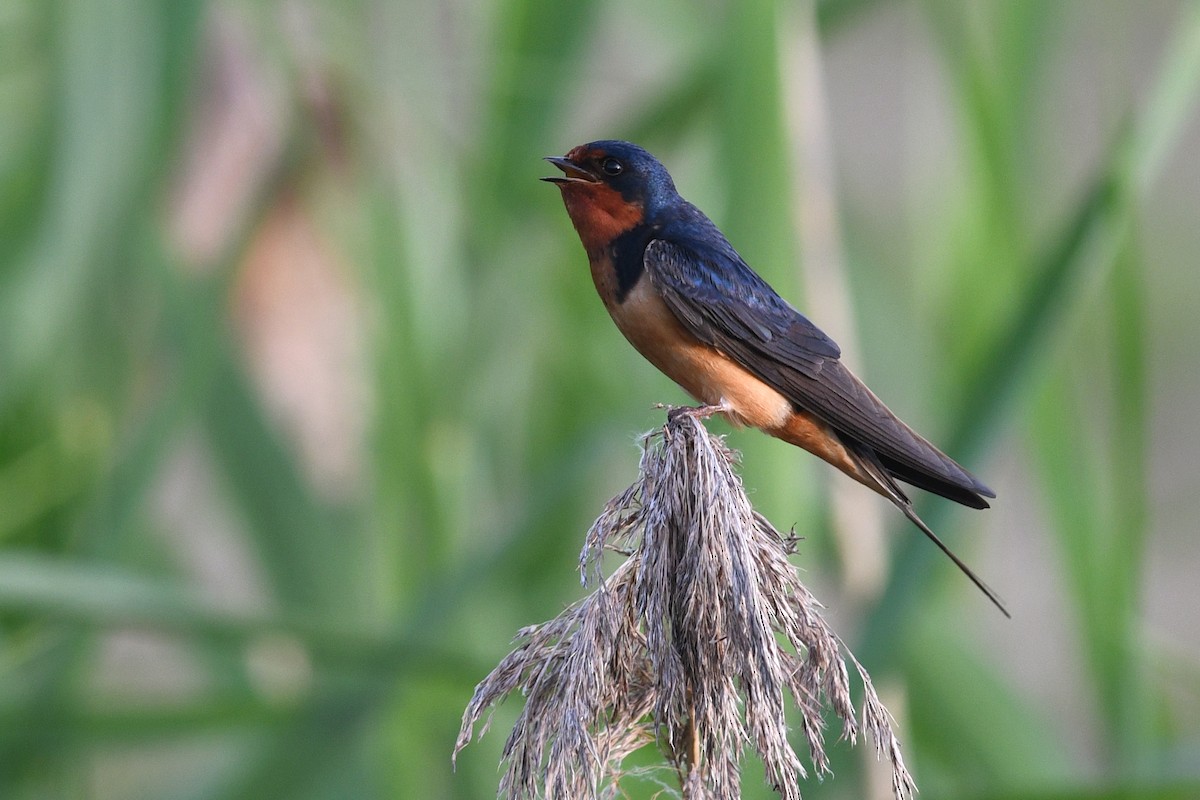 Hirondelle rustique - ML640657710