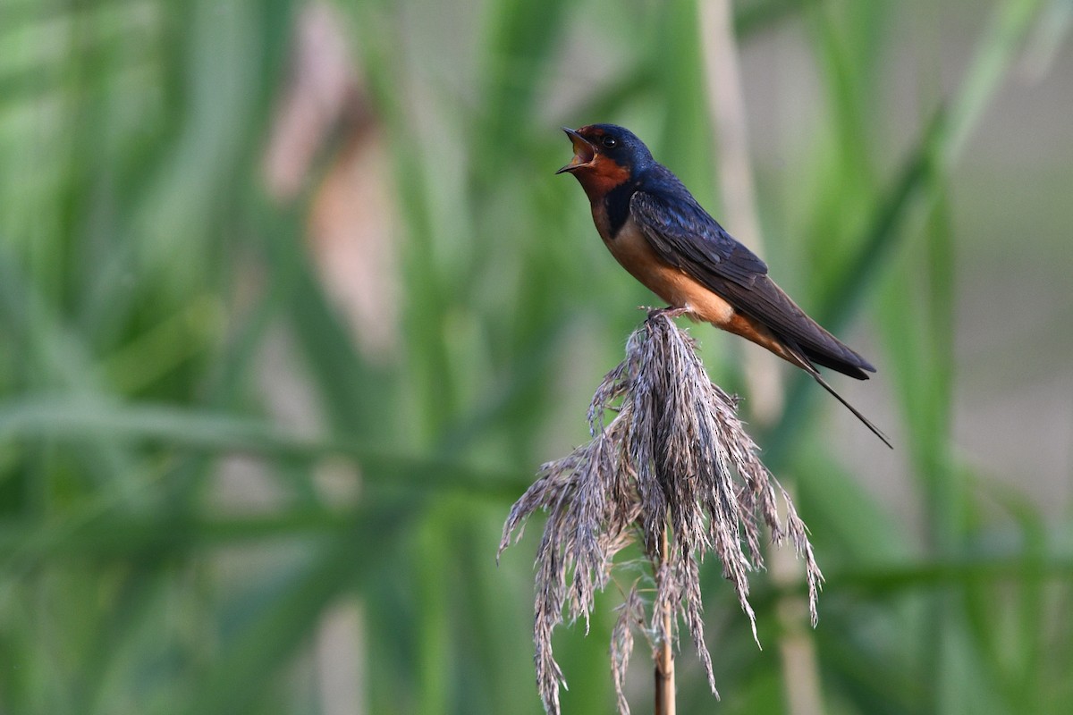 Hirondelle rustique - ML640657711