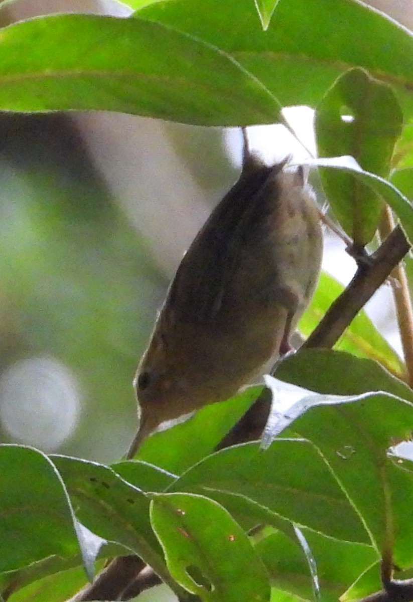 Ochraceous Wren - ML640657726