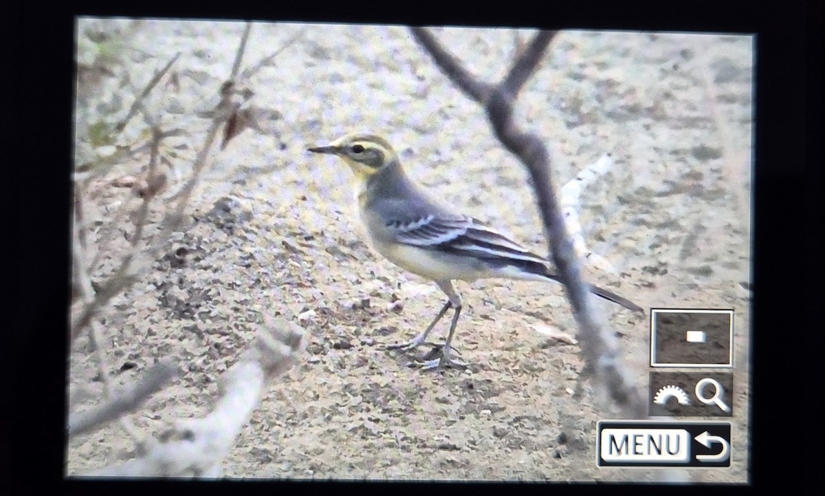 黃頭鶺鴒 - ML640657752