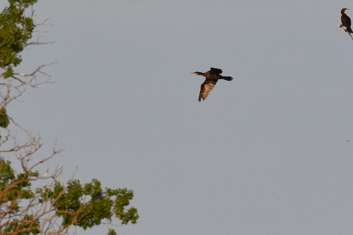 Cormoran vigua - ML640657763