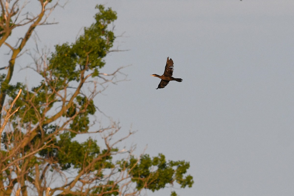 Cormoran vigua - ML640657765