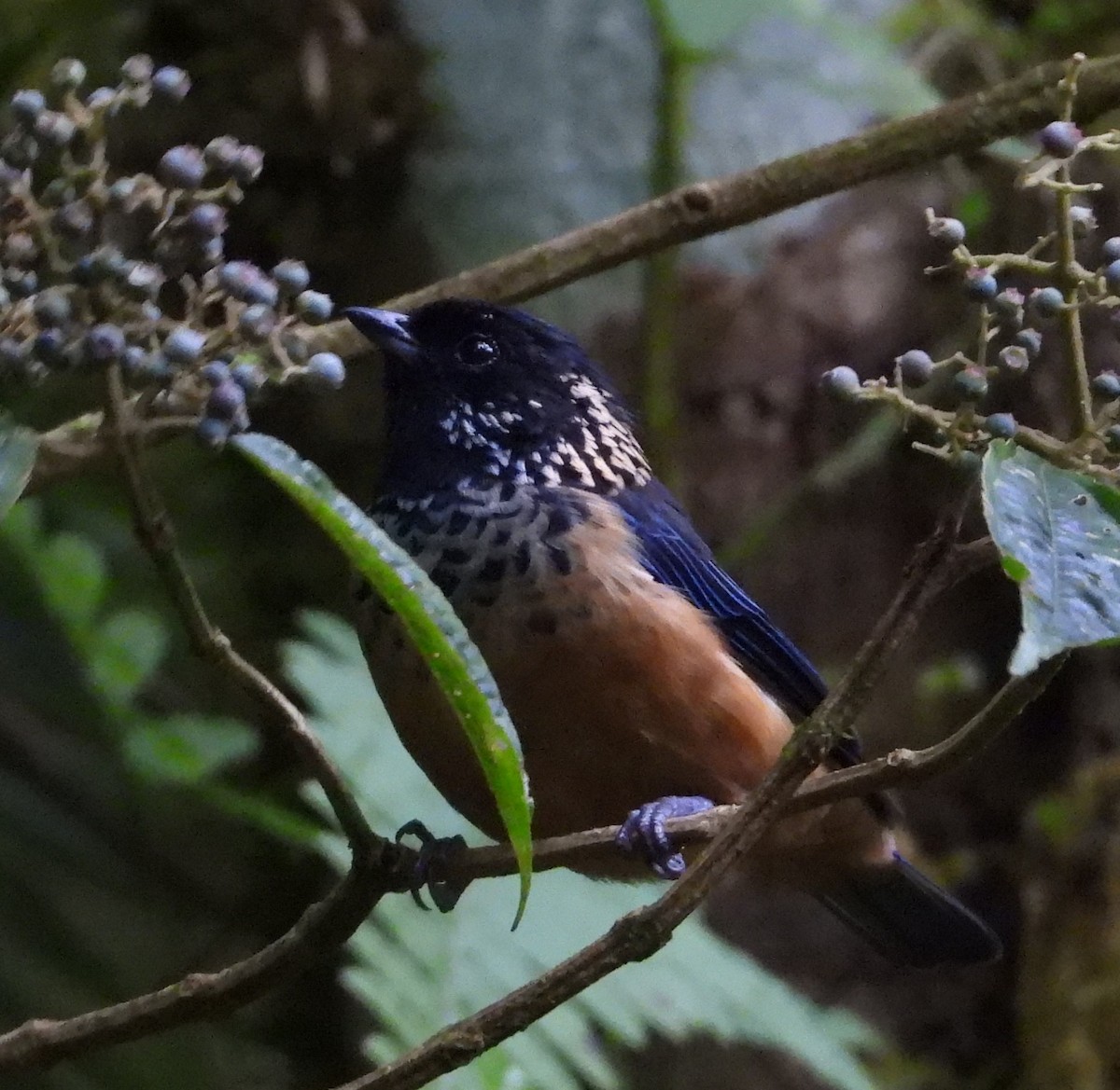 Spangle-cheeked Tanager - ML640657766