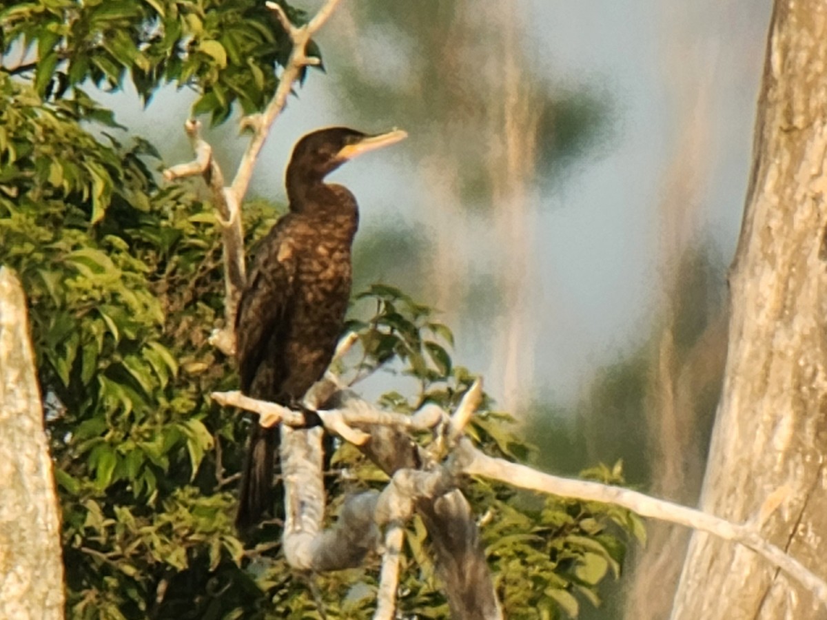 Cormoran vigua - ML640657772