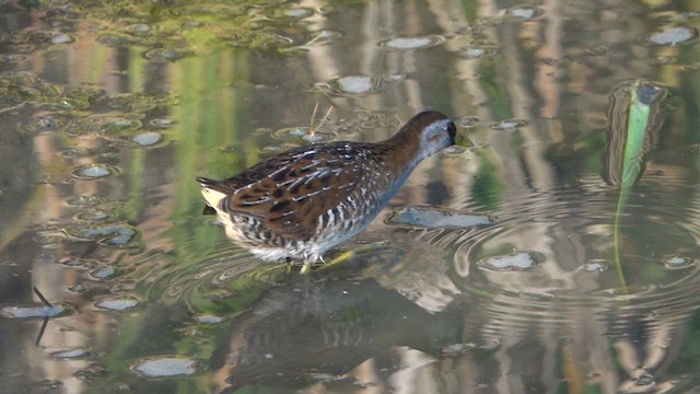 Sora - ML640657909