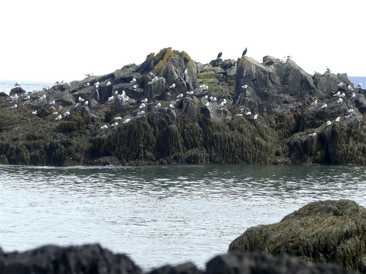 Black-legged Kittiwake - ML640658024