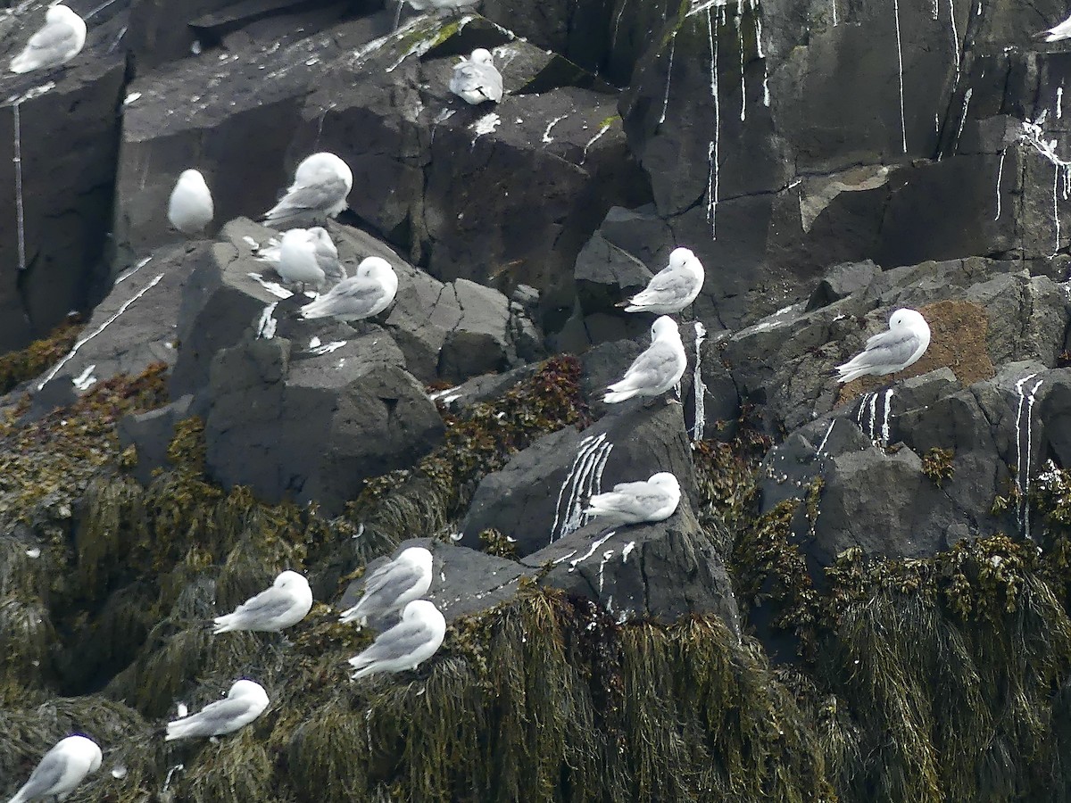 Black-legged Kittiwake - ML640658054