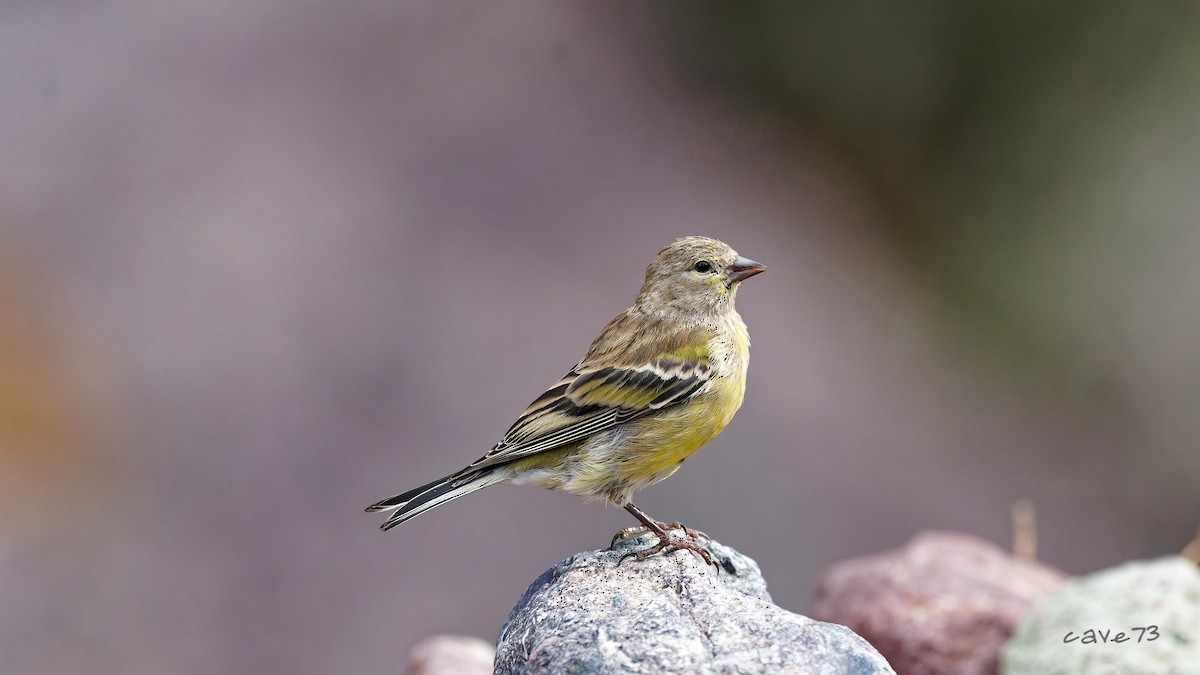 Corsican Finch - ML640658068
