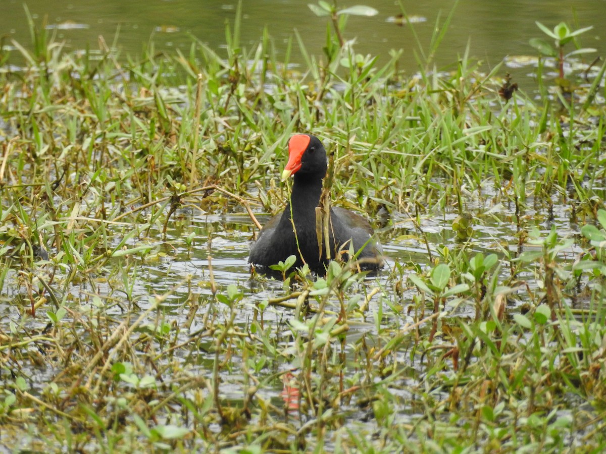 Common Gallinule - ML640658094