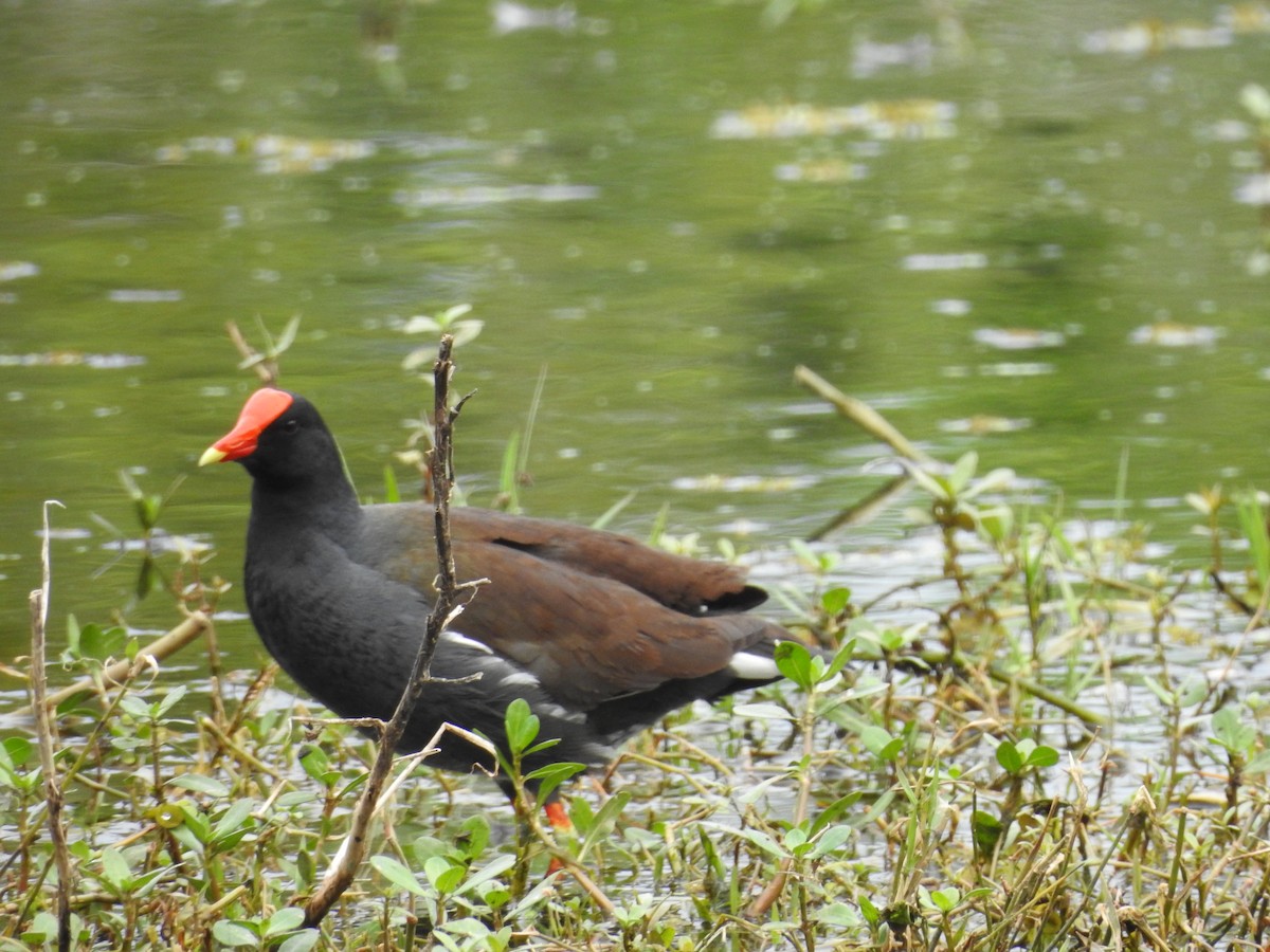 Common Gallinule - ML640658099